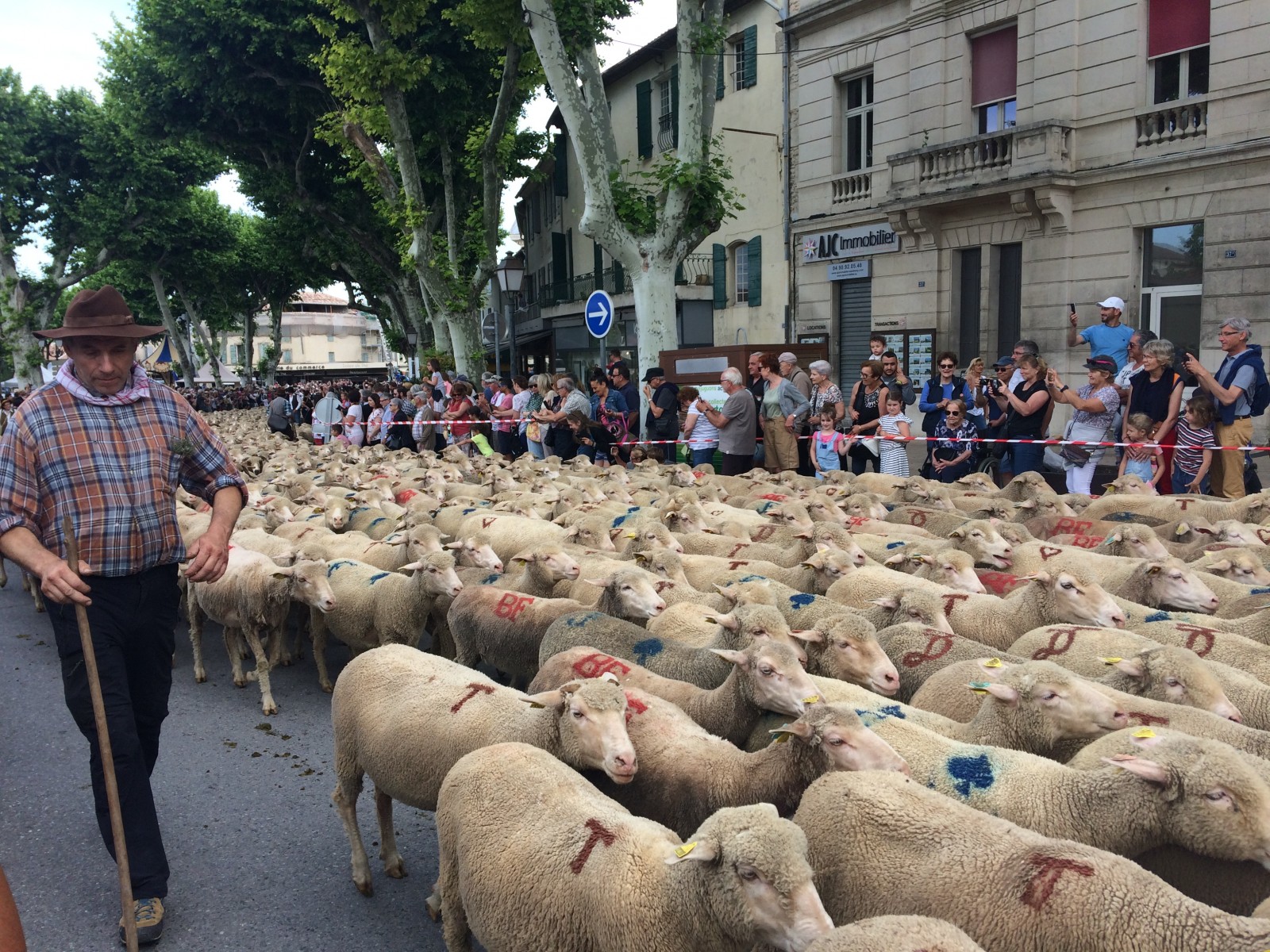 Transhumance - Fête de la Transhumance